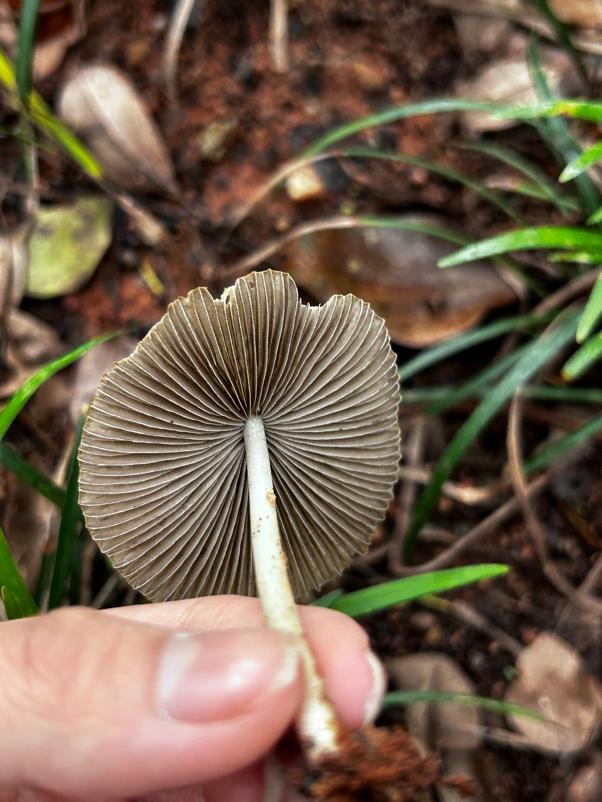 mushroom-image
